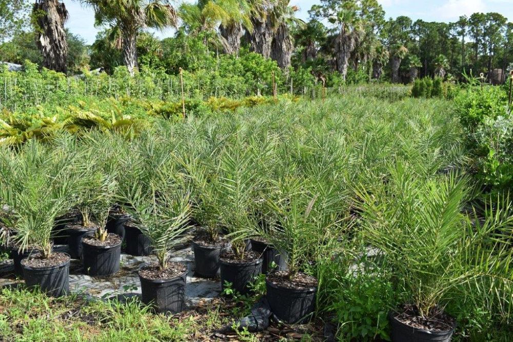 phoenix-sylvestris-sylvester-date-palm-silver-date-palm-wild-date-palm