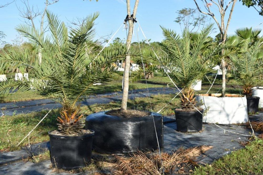 phoenix-sylvestris-sylvester-date-palm-silver-date-palm-wild-date-palm
