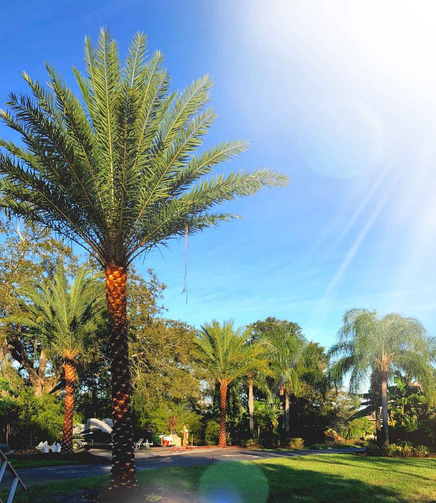 phoenix-sylvestris-sylvester-date-palm-silver-date-palm-wild-date-palm
