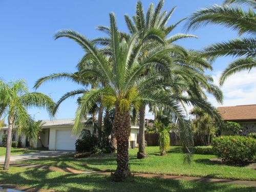 phoenix-sylvestris-sylvester-date-palm-silver-date-palm-wild-date-palm