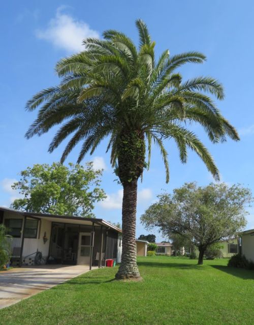 phoenix-sylvestris-sylvester-date-palm-silver-date-palm-wild-date-palm