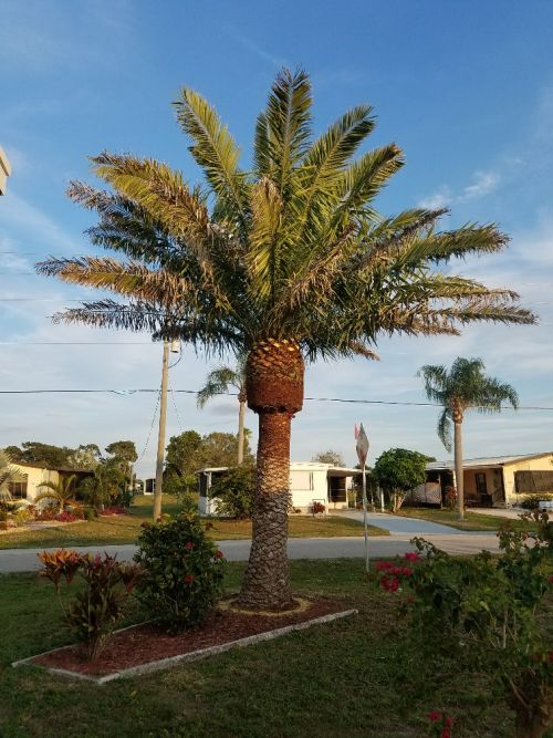 phoenix-sylvestris-sylvester-date-palm-silver-date-palm-wild-date-palm