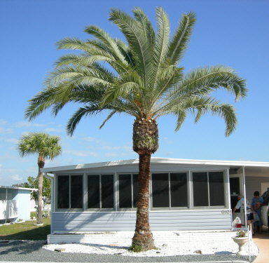 phoenix-sylvestris-sylvester-date-palm-silver-date-palm-wild-date-palm