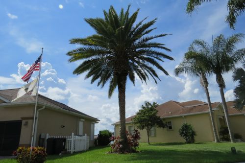 phoenix-sylvestris-sylvester-date-palm-silver-date-palm-wild-date-palm