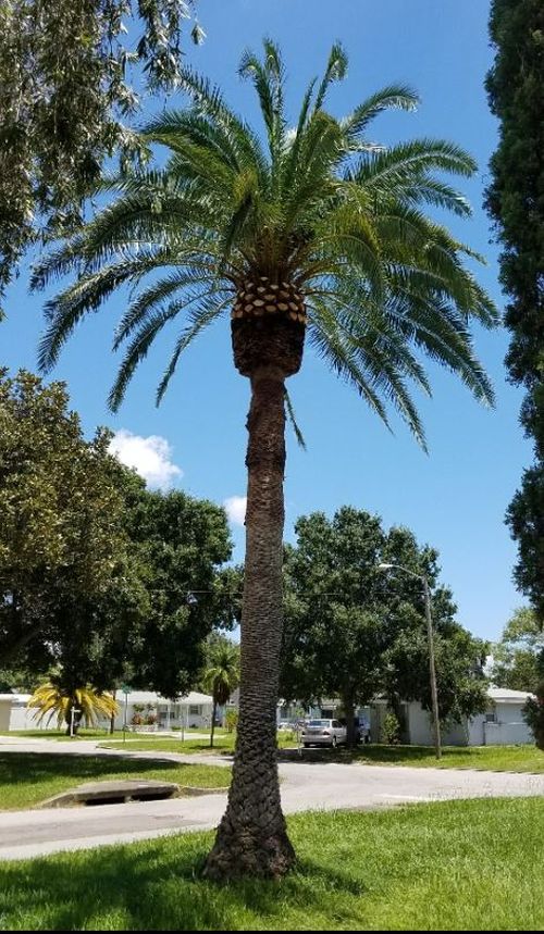 phoenix-sylvestris-sylvester-date-palm-silver-date-palm-wild-date-palm