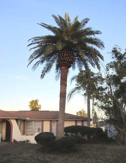 phoenix-sylvestris-sylvester-date-palm-silver-date-palm-wild-date-palm