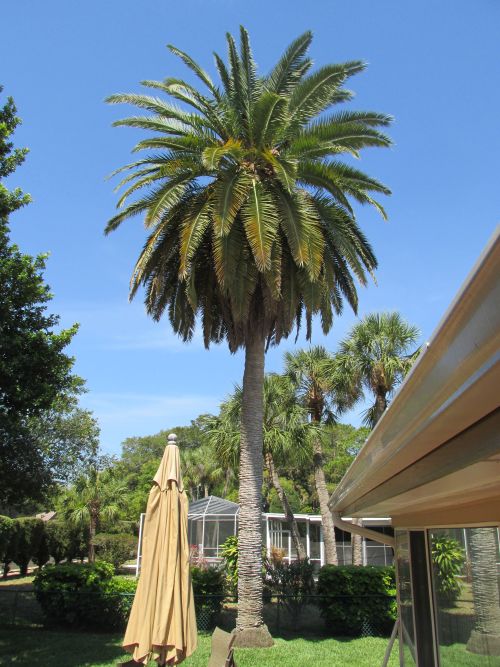 phoenix-sylvestris-sylvester-date-palm-silver-date-palm-wild-date-palm