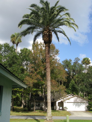 phoenix-sylvestris-sylvester-date-palm-silver-date-palm-wild-date-palm