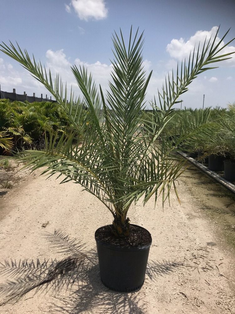 phoenix-sylvestris-sylvester-date-palm-silver-date-palm-wild-date-palm