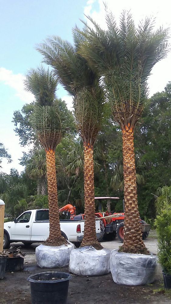 phoenix-sylvestris-sylvester-date-palm-silver-date-palm-wild-date-palm