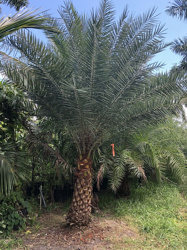 phoenix-sylvestris-sylvester-date-palm-silver-date-palm-wild-date-palm