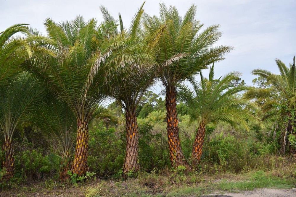 phoenix-sylvestris-sylvester-date-palm-silver-date-palm-wild-date-palm