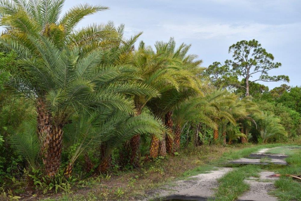 phoenix-sylvestris-sylvester-date-palm-silver-date-palm-wild-date-palm