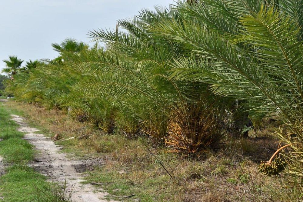 phoenix-sylvestris-sylvester-date-palm-silver-date-palm-wild-date-palm