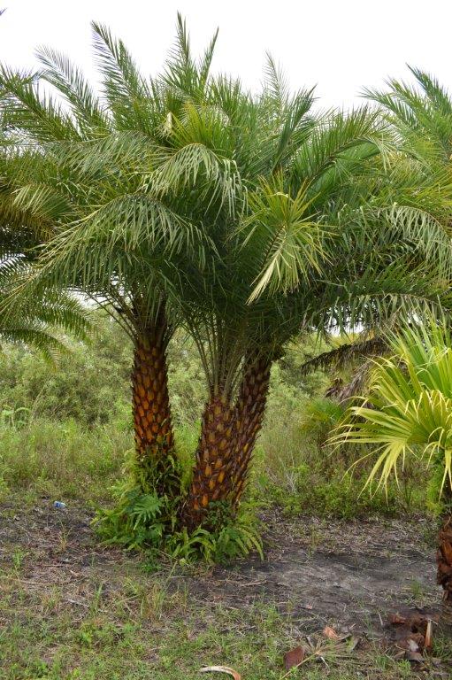 phoenix-sylvestris-sylvester-date-palm-silver-date-palm-wild-date-palm