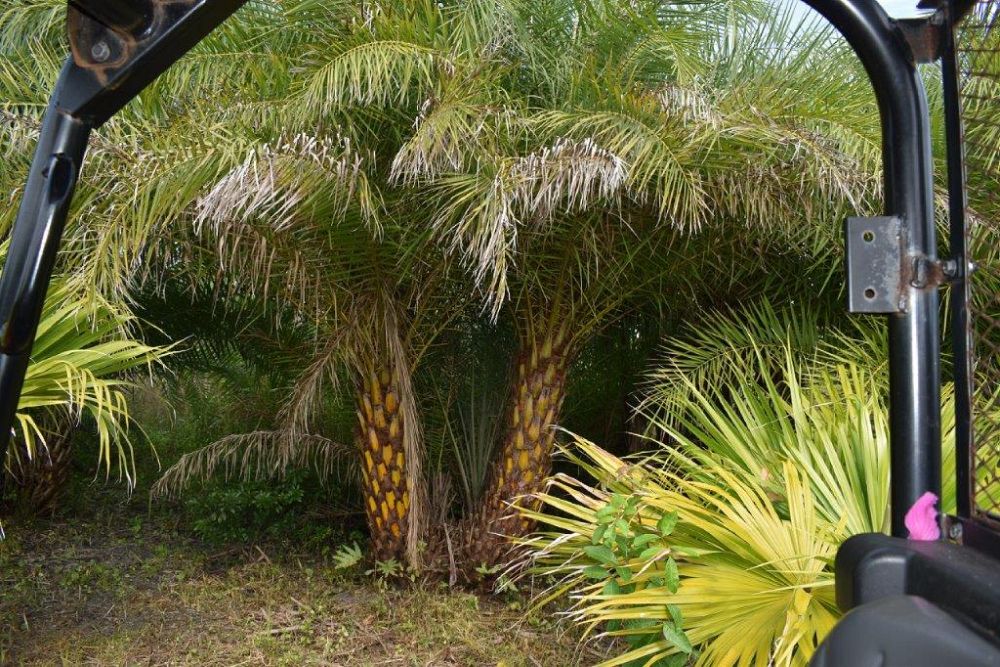 phoenix-sylvestris-sylvester-date-palm-silver-date-palm-wild-date-palm