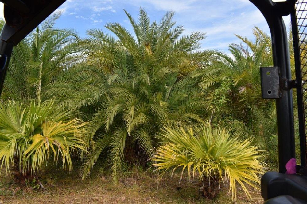 phoenix-sylvestris-sylvester-date-palm-silver-date-palm-wild-date-palm