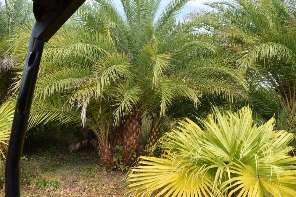 phoenix-sylvestris-sylvester-date-palm-silver-date-palm-wild-date-palm