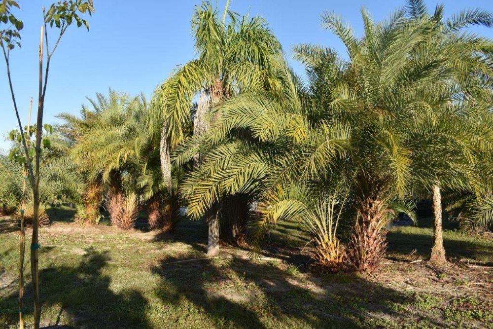 phoenix-sylvestris-sylvester-date-palm-silver-date-palm-wild-date-palm