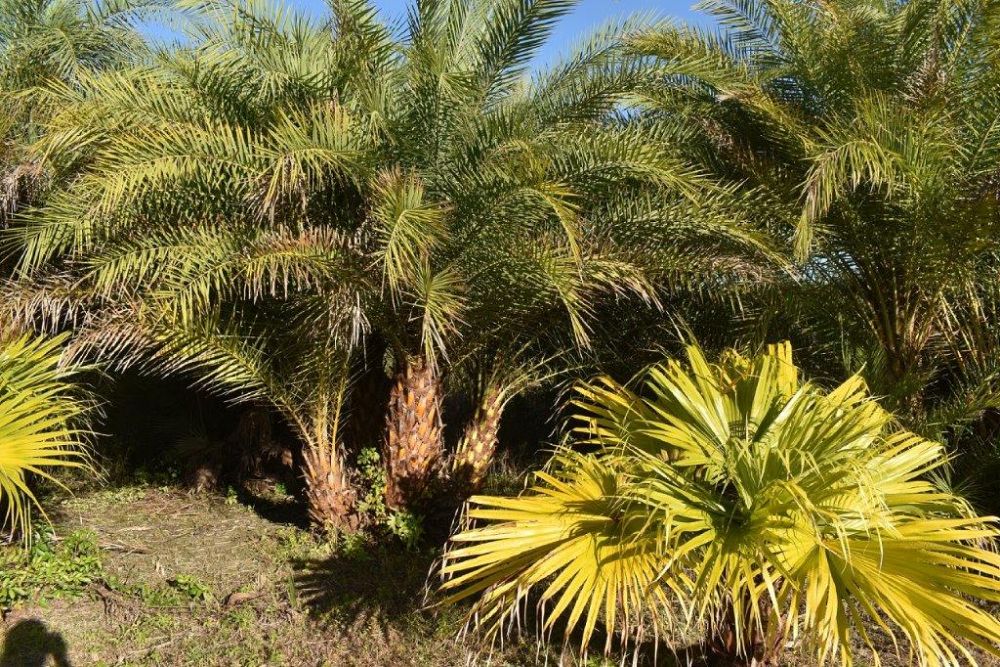 phoenix-sylvestris-sylvester-date-palm-silver-date-palm-wild-date-palm