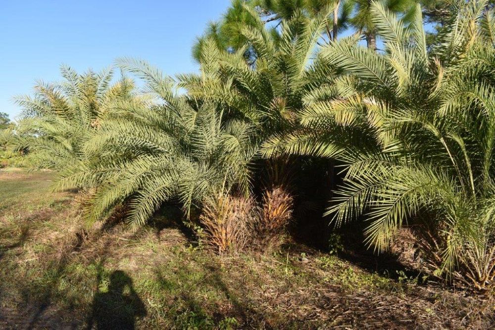 phoenix-sylvestris-sylvester-date-palm-silver-date-palm-wild-date-palm
