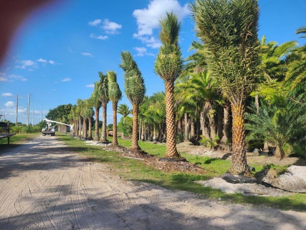 phoenix-sylvestris-sylvester-date-palm-silver-date-palm-wild-date-palm