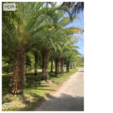 phoenix-sylvestris-sylvester-date-palm-silver-date-palm-wild-date-palm