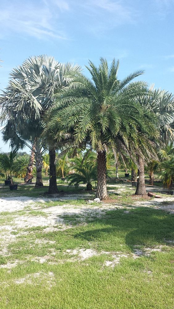 phoenix-sylvestris-sylvester-date-palm-silver-date-palm-wild-date-palm