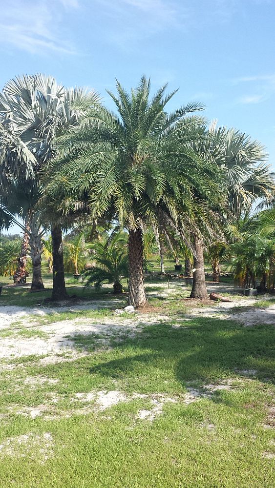 phoenix-sylvestris-sylvester-date-palm-silver-date-palm-wild-date-palm