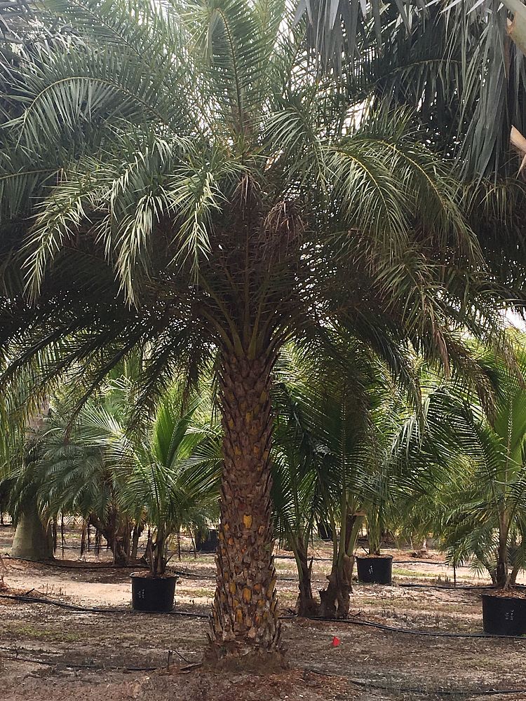 phoenix-sylvestris-sylvester-date-palm-silver-date-palm-wild-date-palm