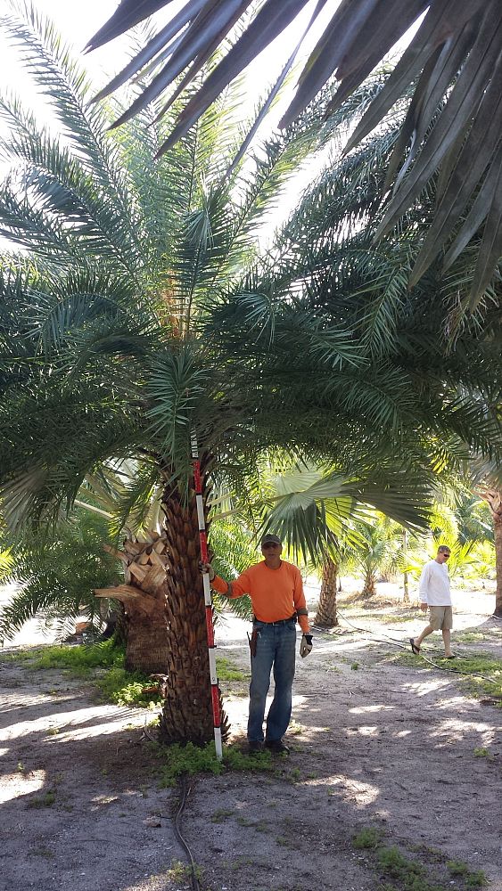 phoenix-sylvestris-sylvester-date-palm-silver-date-palm-wild-date-palm