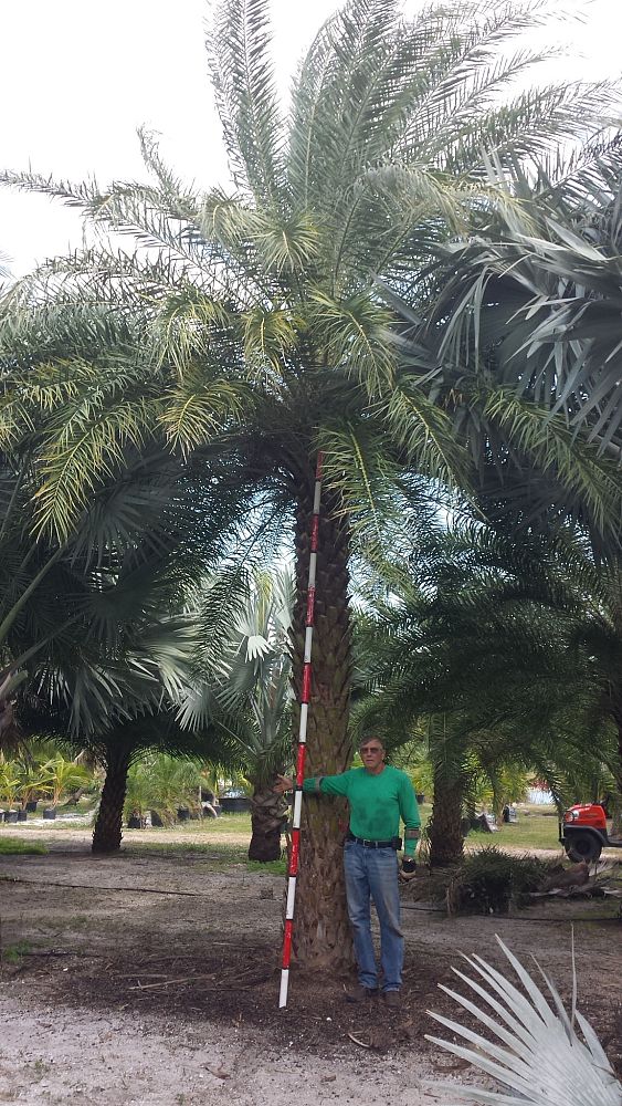 phoenix-sylvestris-sylvester-date-palm-silver-date-palm-wild-date-palm