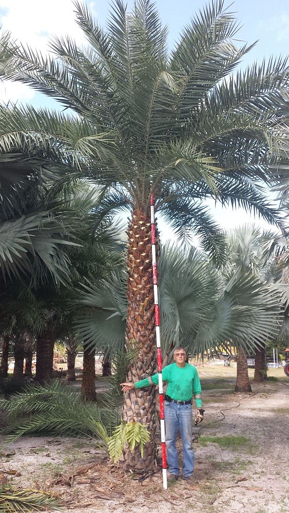 phoenix-sylvestris-sylvester-date-palm-silver-date-palm-wild-date-palm