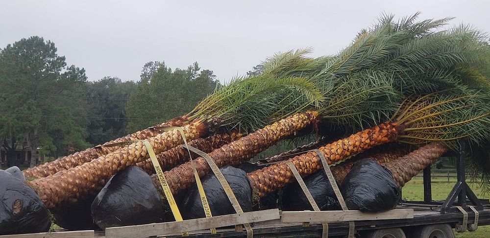 phoenix-sylvestris-sylvester-date-palm-silver-date-palm-wild-date-palm