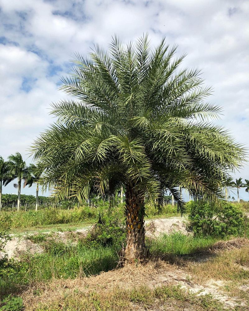 phoenix-sylvestris-sylvester-date-palm-silver-date-palm-wild-date-palm