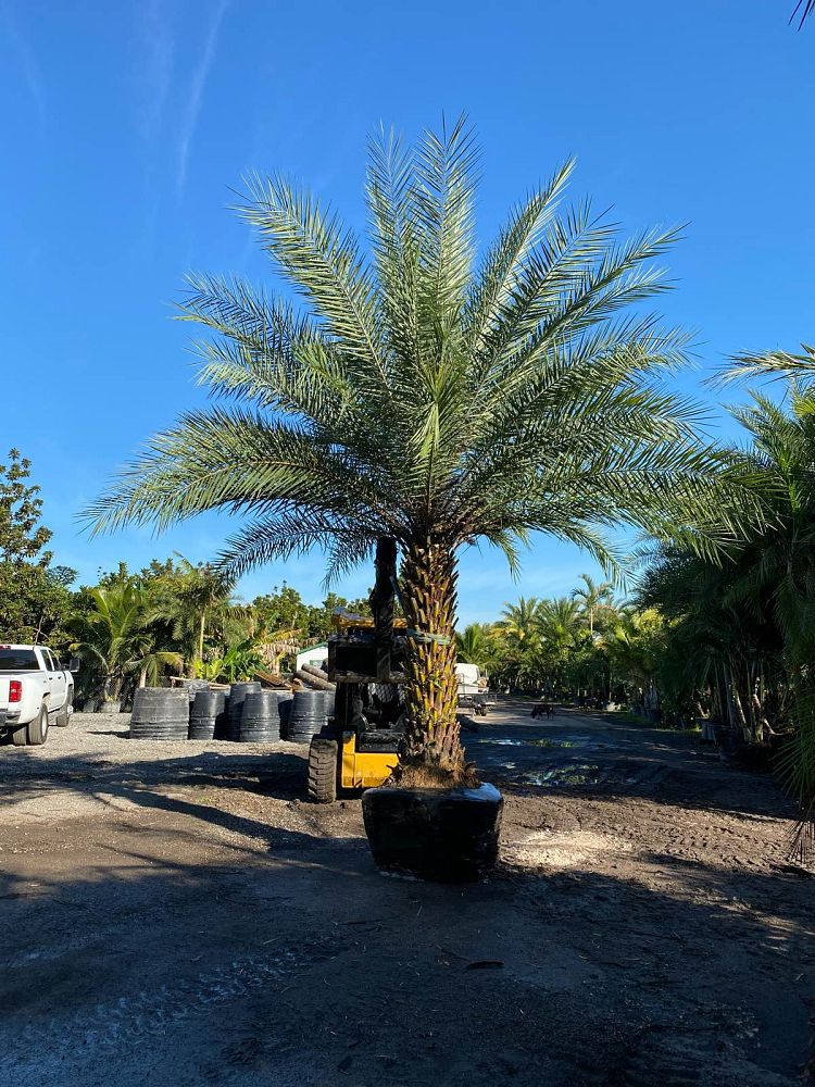 phoenix-sylvestris-sylvester-date-palm-silver-date-palm-wild-date-palm