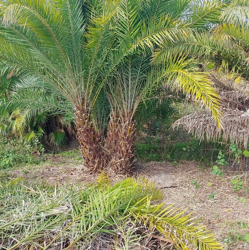 phoenix-sylvestris-sylvester-date-palm-silver-date-palm-wild-date-palm