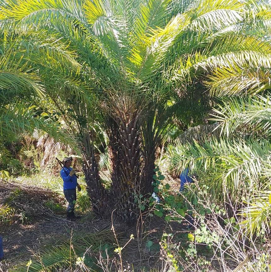 phoenix-sylvestris-sylvester-date-palm-silver-date-palm-wild-date-palm