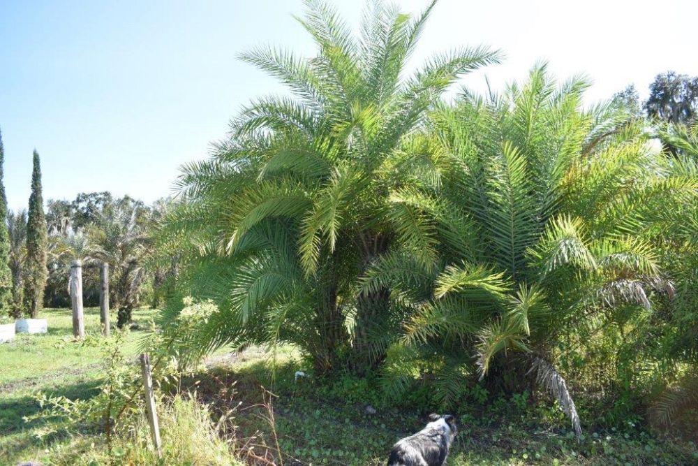 phoenix-sylvestris-sylvester-date-palm-silver-date-palm-wild-date-palm