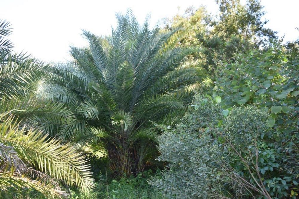 phoenix-sylvestris-sylvester-date-palm-silver-date-palm-wild-date-palm