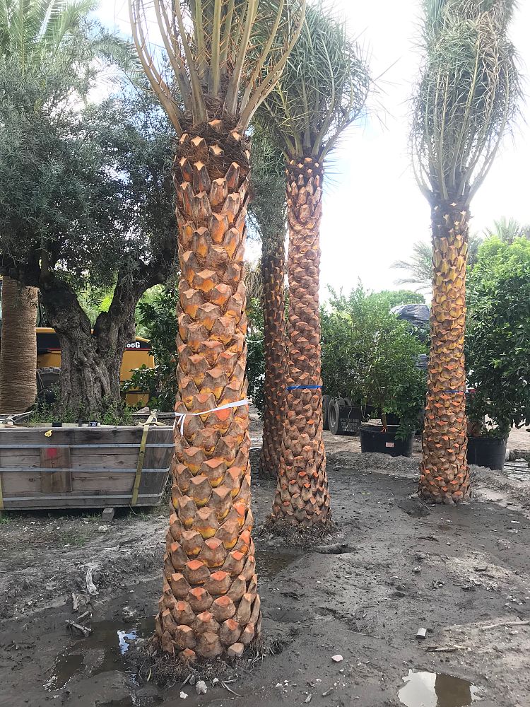 phoenix-sylvestris-sylvester-date-palm-silver-date-palm-wild-date-palm