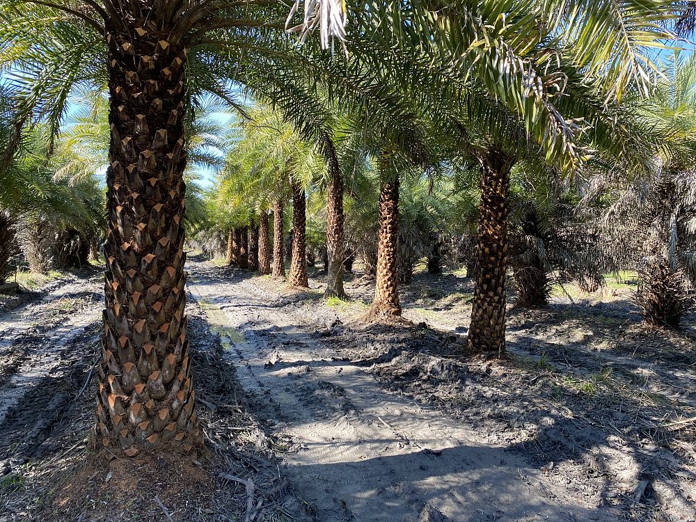 phoenix-sylvestris-sylvester-date-palm-silver-date-palm-wild-date-palm