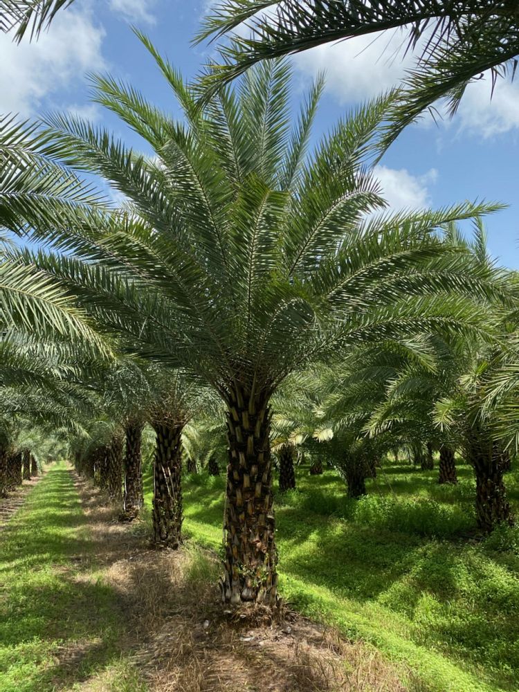 phoenix-sylvestris-sylvester-date-palm-silver-date-palm-wild-date-palm