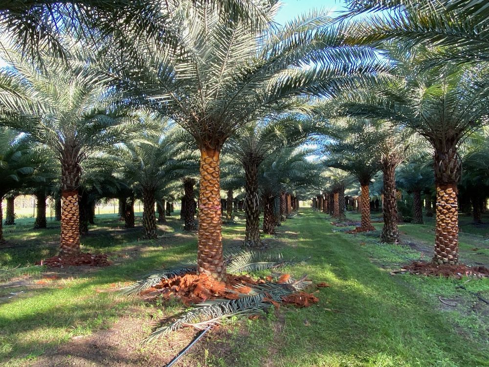 phoenix-sylvestris-sylvester-date-palm-silver-date-palm-wild-date-palm