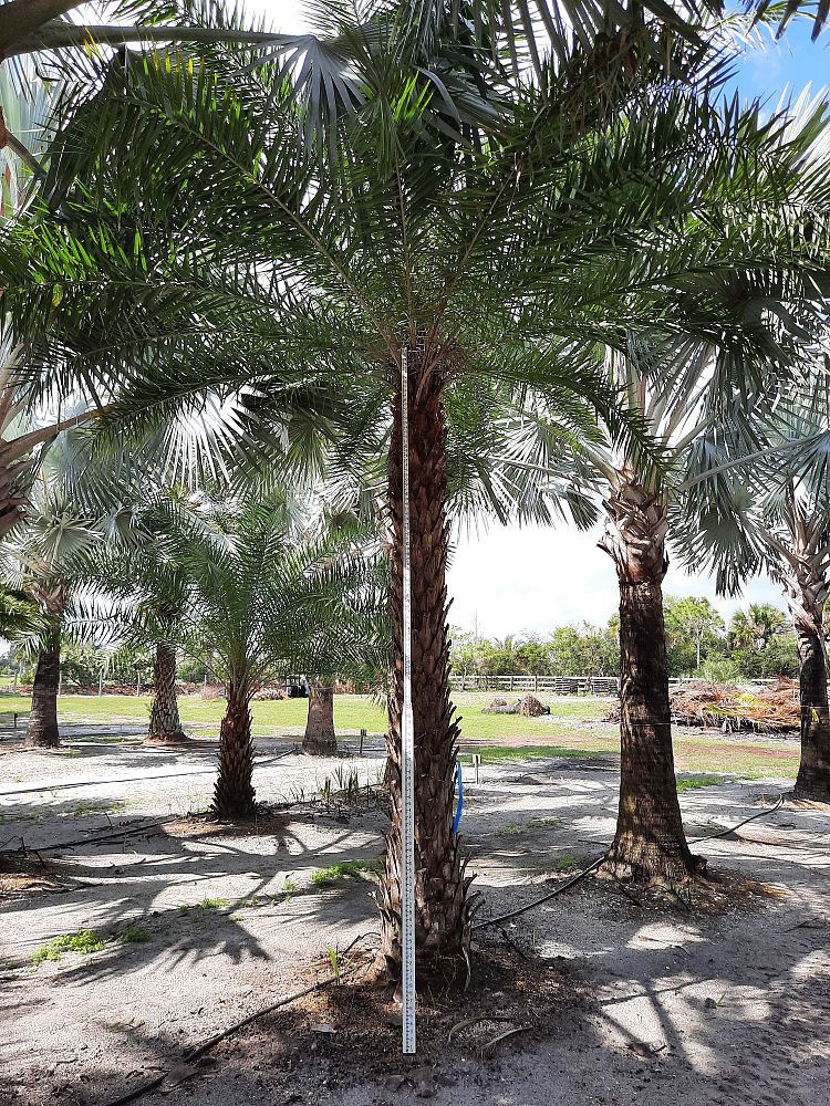 phoenix-sylvestris-sylvester-date-palm-silver-date-palm-wild-date-palm