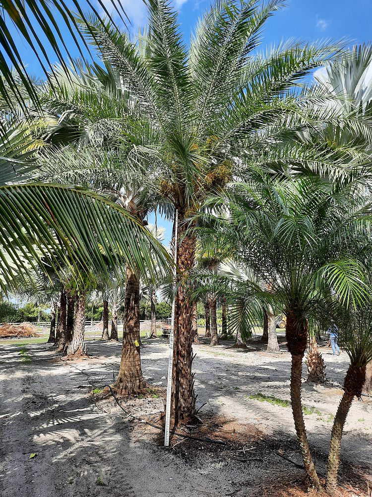 phoenix-sylvestris-sylvester-date-palm-silver-date-palm-wild-date-palm