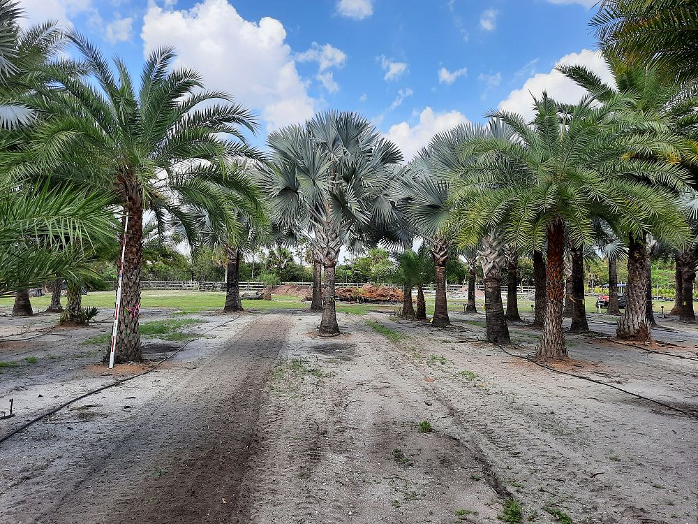 phoenix-sylvestris-sylvester-date-palm-silver-date-palm-wild-date-palm