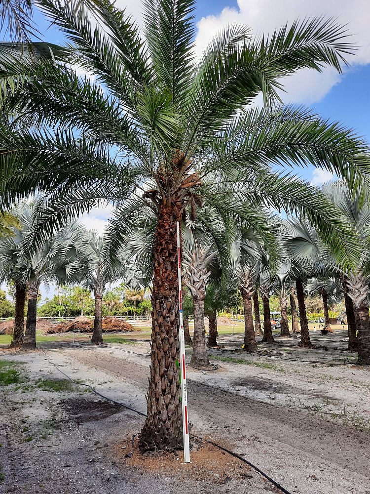 phoenix-sylvestris-sylvester-date-palm-silver-date-palm-wild-date-palm
