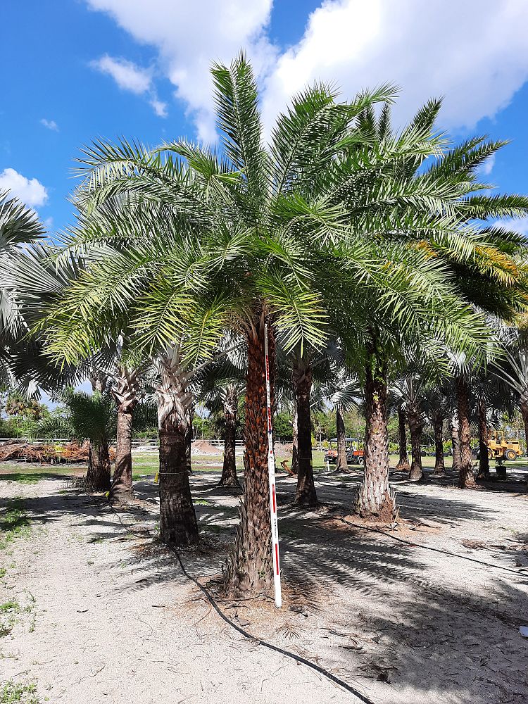 phoenix-sylvestris-sylvester-date-palm-silver-date-palm-wild-date-palm
