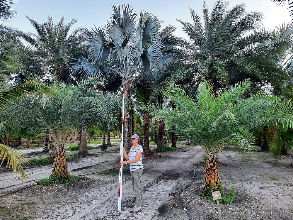 phoenix-sylvestris-sylvester-date-palm-silver-date-palm-wild-date-palm